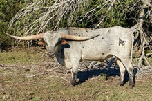 MRL Thrilling Illusions