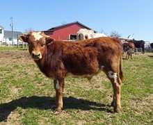 Empress x RC Bootlegger bull calf