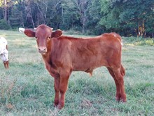 Shadows Susan x Trust Your Faith bull calf