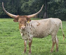 N8ive Whispering Wingz