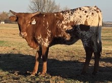 HR REBEL BANG x BR CRACKER JACK  - TAG 3115