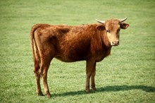 TC Belle of the Ball