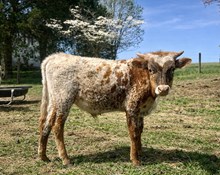 Bull Calf 606