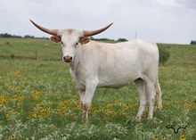 BL WHITE DIAMOND 423