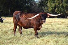 Brazos Brindle Mave 15/23