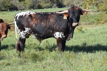 Brazos Brindle Tex 772