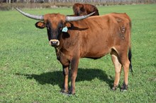 Brazos Cordelia 13/24