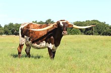Brazos Miss Behavin' 