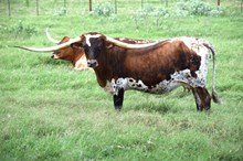 Brazos Miss Behavin' 
