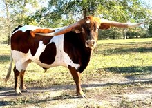 Brazos Thunder 53/23