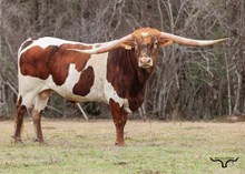 Brazos Thunder 53/23