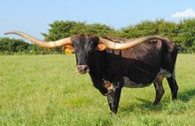 AML Red Rose's Crown 