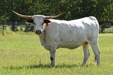 CRACKER JACKS SURPRISE