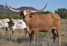 BG Very Special Cognac