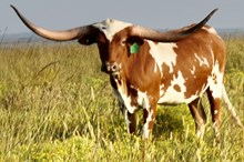 GLR 20 CASANOVA WHIPS