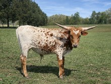 Bull Calf 1221