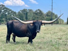  GLR 20 MERMAIDS ZOOMING