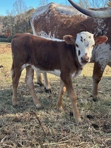 Bull Calf