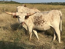 BR Livin’ the Dream 13