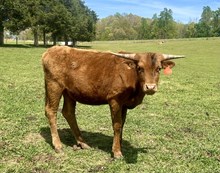 TC U Look Like U Love Me