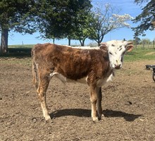 Bull Calf 917