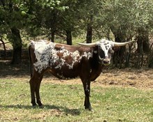 TC Dixieland Delight