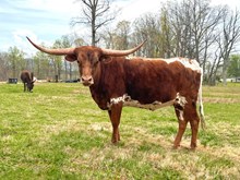 TC Ur A Daisy If Ya Do