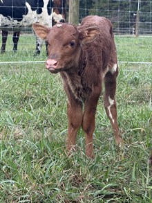 LTL Ineeda Bandita x HL Higher Ground 2025 heifer