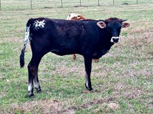 BCR Rose in a Million 528