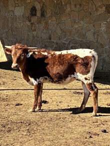 STAR'S DREAM CATCHER x HUBBELLS 20 GAUGE - TAG 654