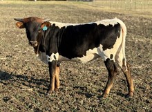 #34 #R20 GLORY X HIGHER GROUND