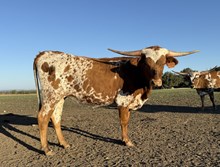 Brazos Foxy Paula 50/24