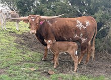 Higher Ground x Rosie