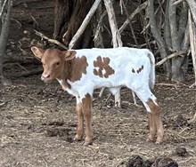 heifer calf 