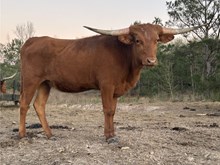 LTR FANCY’S RED DRESS