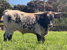 J7 HEIR AWSOME 🇧🇷