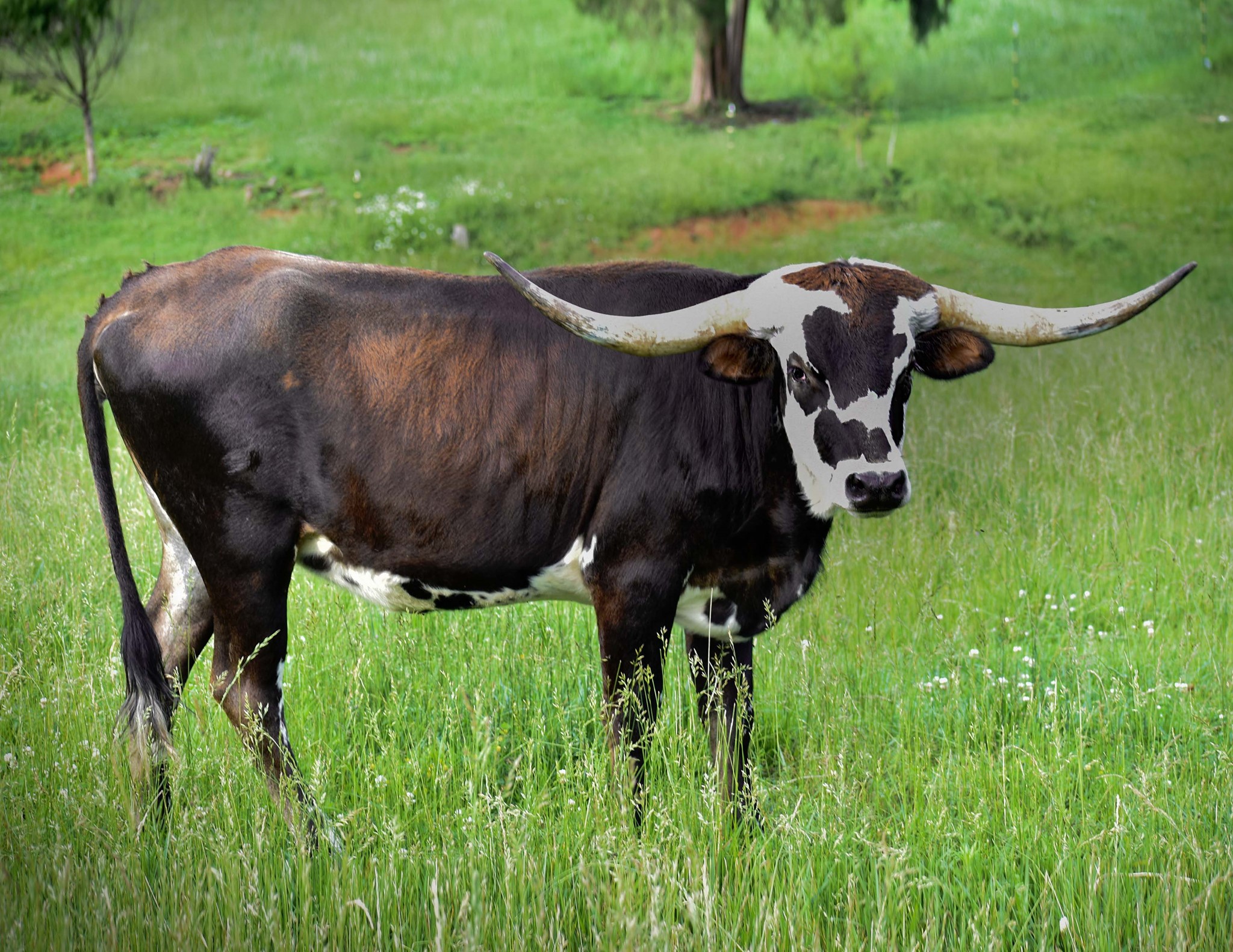Longhorn Cow, Longhorn in Virginia, twisty horns