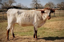 BCR LOVELY TIMES 494