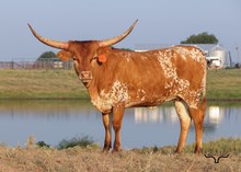 FBL MISS PEBBLE BEACH