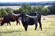 Ranger's Birdotta 723