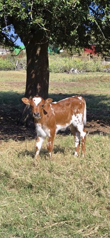2025 CAJUN FLARE HEIFER